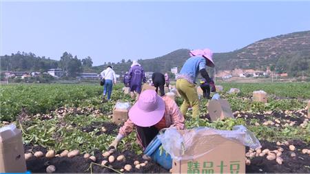 最新土豆行情分析