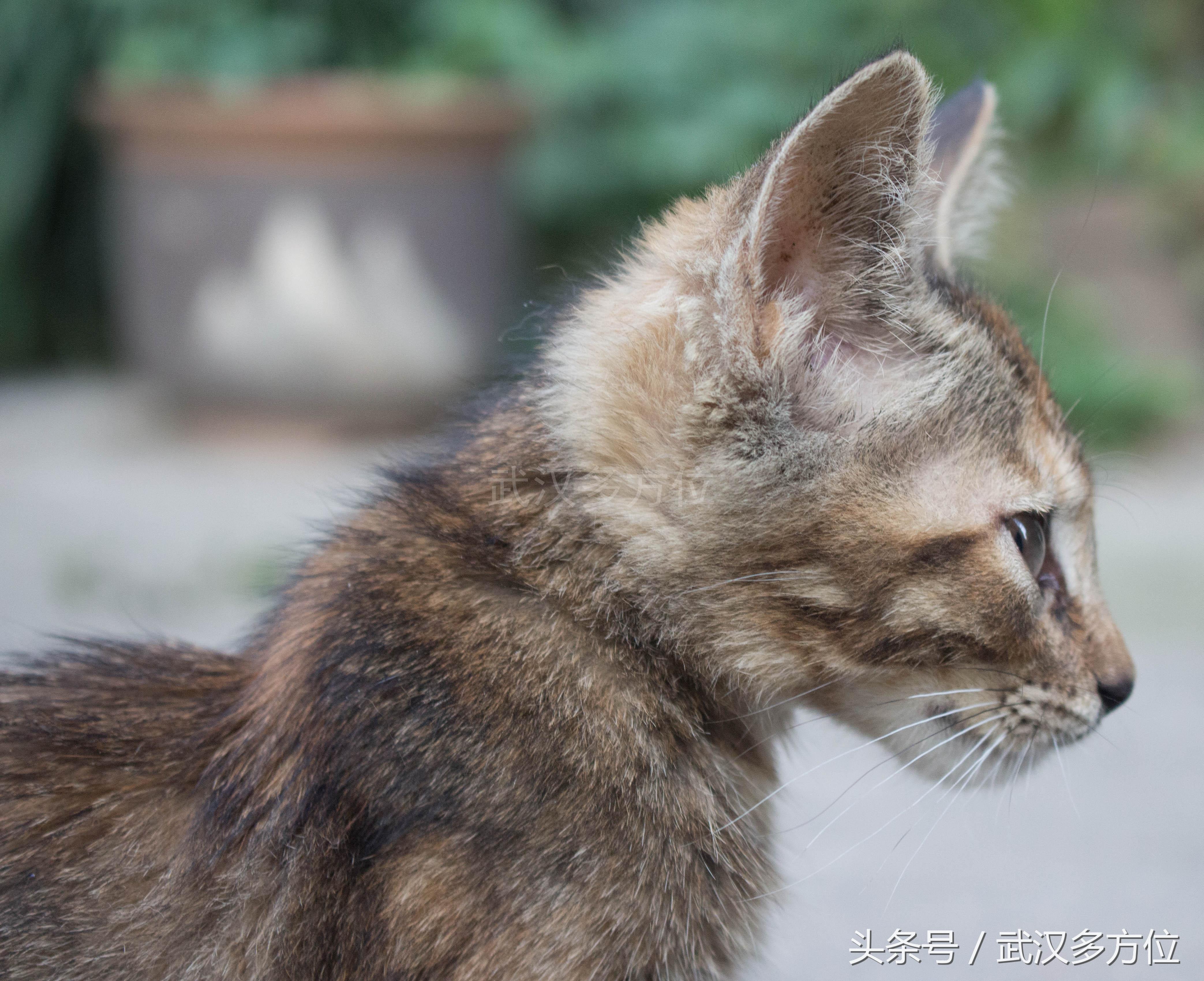 猫咪社区最新版本的魅力与特点