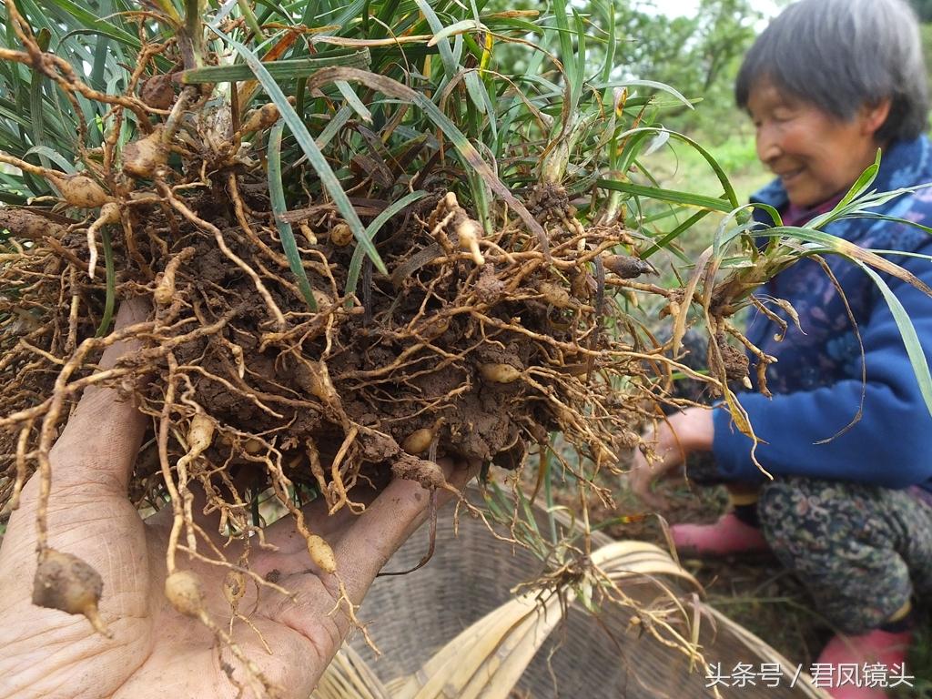 久草视频最新在线视频，探索与赏析