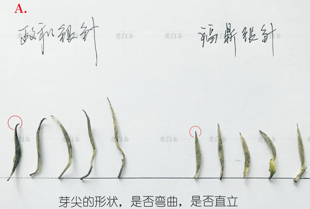 政和招聘网最新招聘动态深度解析