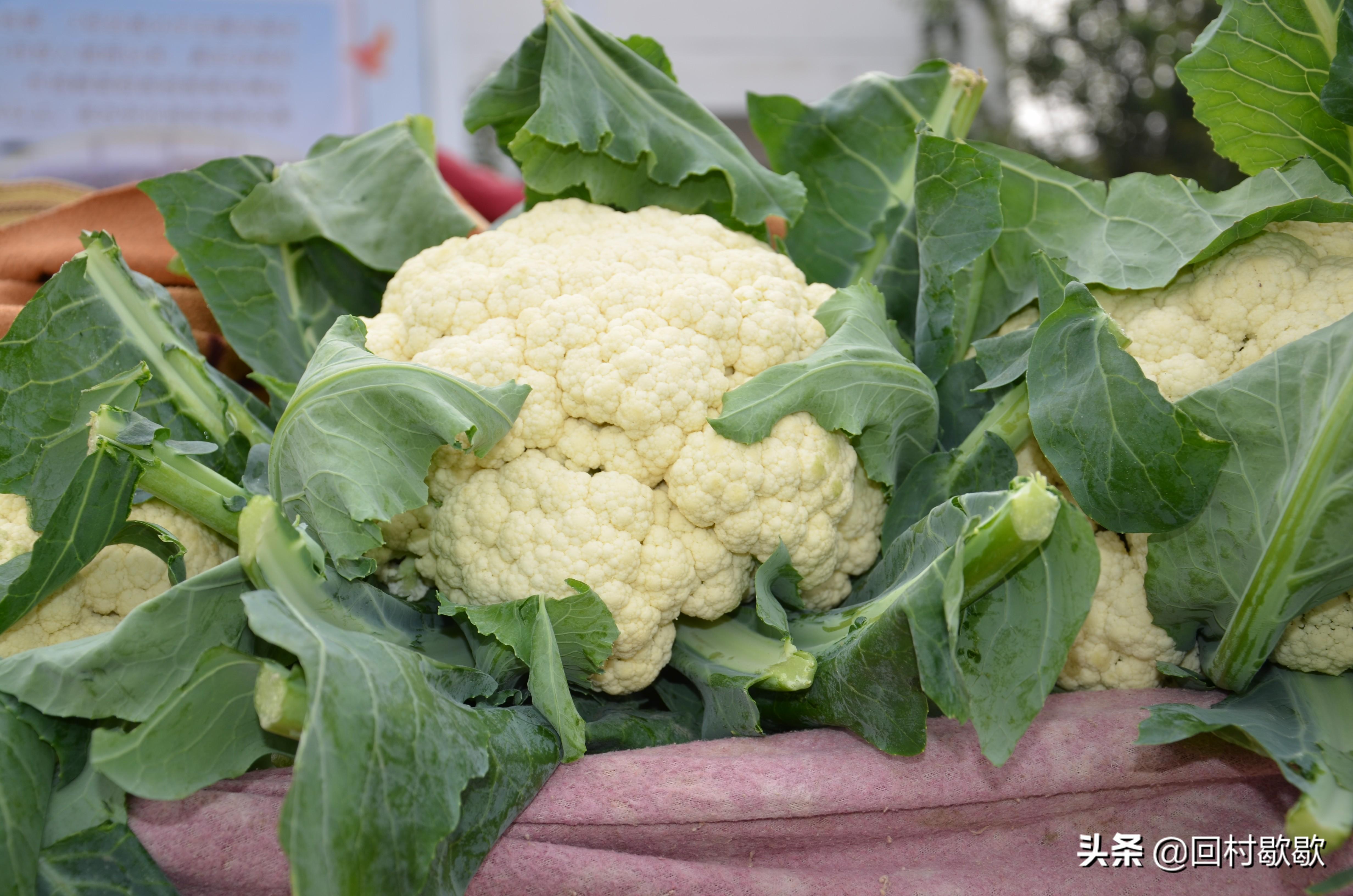 菜花最新价格动态分析