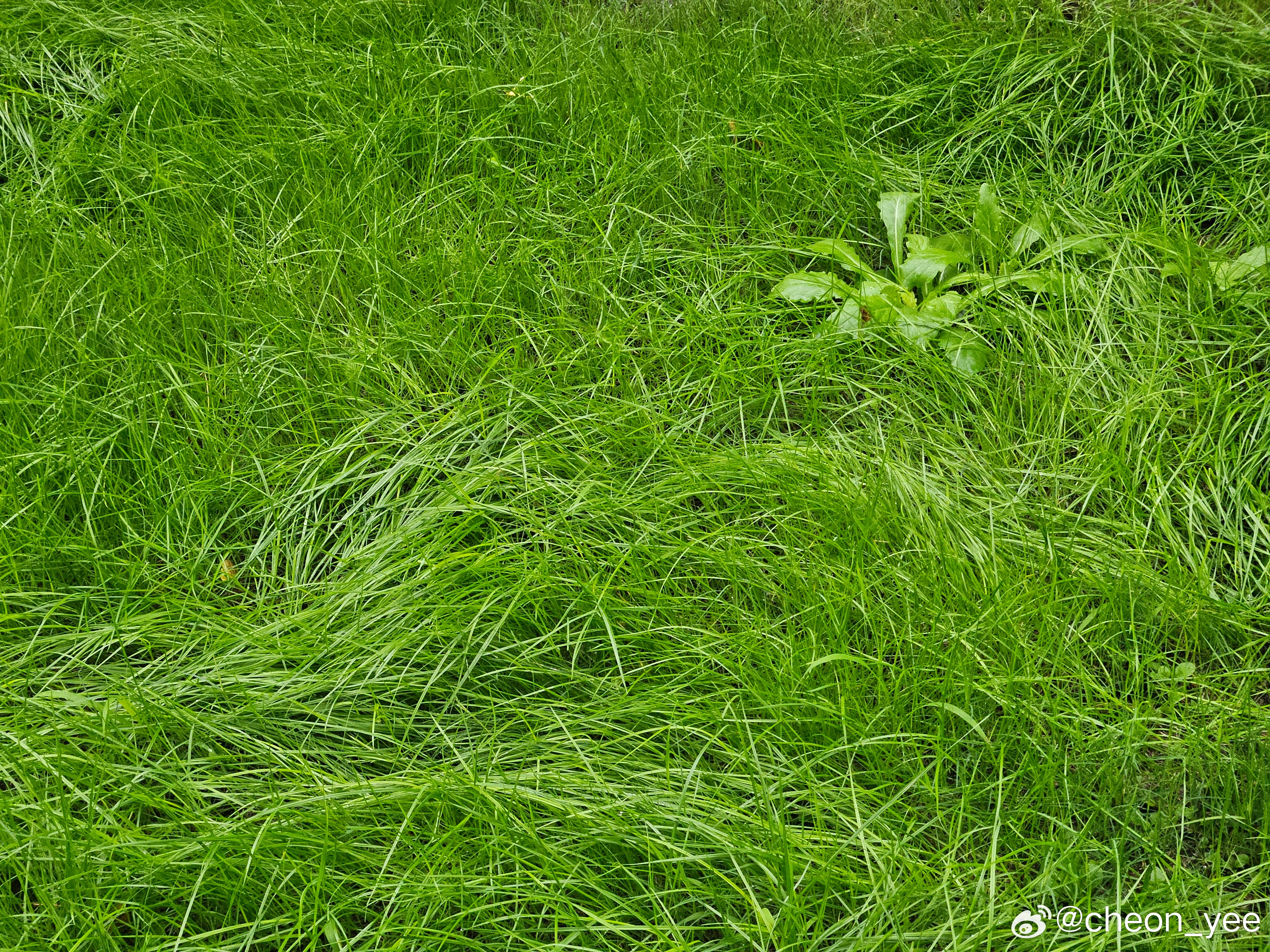 草6最新地址，探索与发现