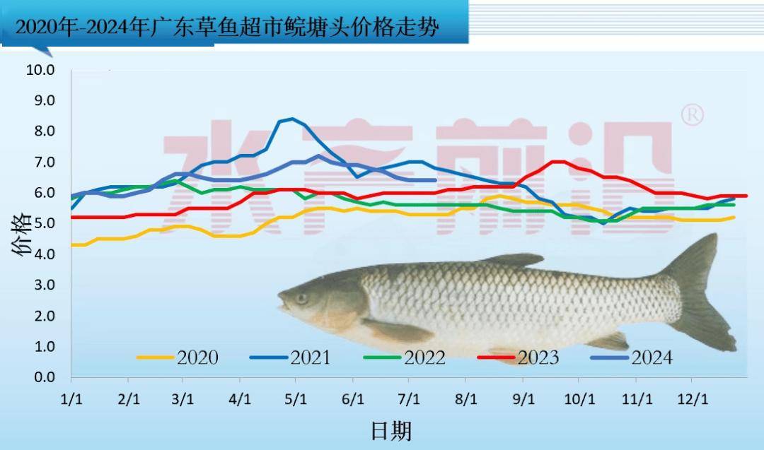 最新鲤鱼价格动态分析