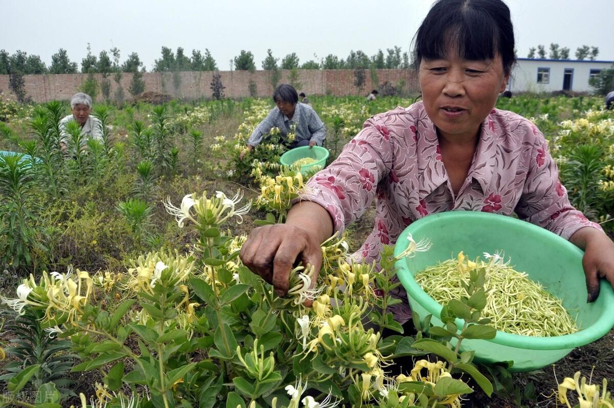 金银花最新价格和行情分析